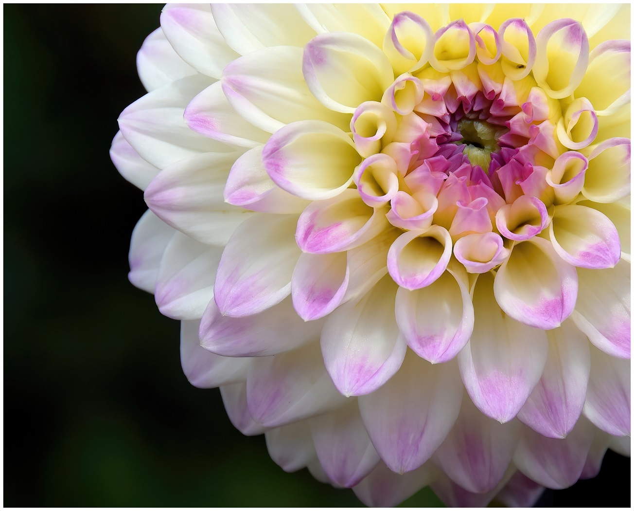 Open Reality In Class A By Debra Meole For DAHLIA SEP-2022.jpg